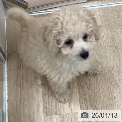 千葉県のトイプードル(トイ) (ペットプラス 船橋店/2025年10月27日生まれ/男の子/アプリコット)の子犬の3枚目の画像