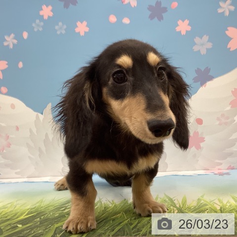 ミニチュア・ダックスフンドの写真