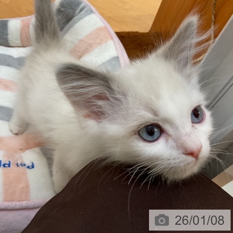 千葉県のラグドール (ペットプラス 八千代緑が丘店/2025年10月24日生まれ/男の子/ブルーポイントバイカラー)の子猫の3枚目の画像