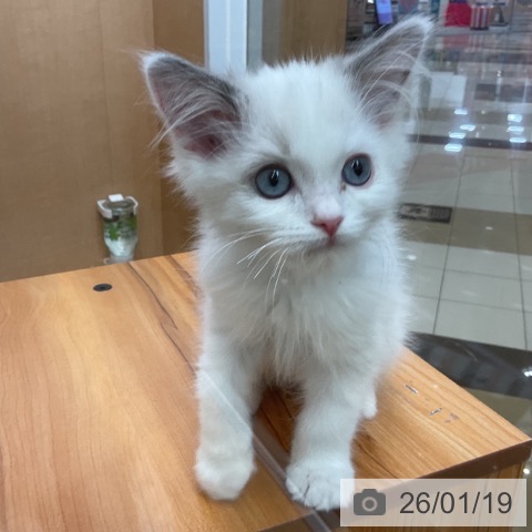 千葉県のラグドール (ペットプラス 八千代緑が丘店/2025年10月24日生まれ/男の子/ブルーポイントバイカラー)の子猫の4枚目の画像