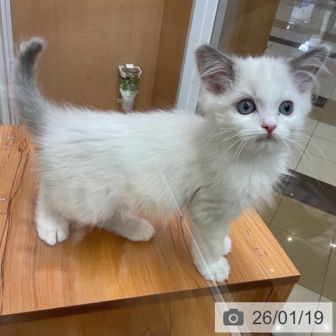 千葉県のラグドール (ペットプラス 八千代緑が丘店/2025年10月24日生まれ/男の子/ブルーポイントバイカラー)の子猫の3枚目の画像