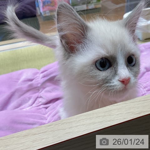 福島県のラグドール (ペットプラス イオンタウン郡山店/2025年10月24日生まれ/男の子/ブルーポイントバイカラー)の子猫の4枚目の画像