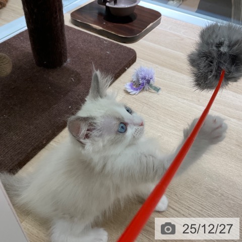 ラグドールの写真