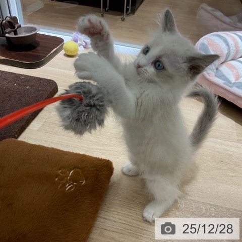 ラグドールの写真