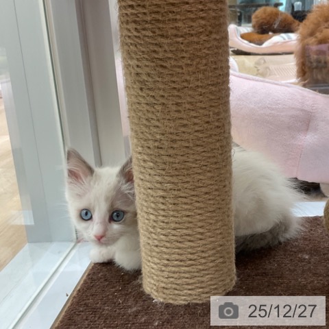 東京都のラグドール (ペットプラス 立川高島屋S.C.店/2025年10月24日生まれ/男の子/ブルーポイントバイカラー)の子猫の4枚目の画像