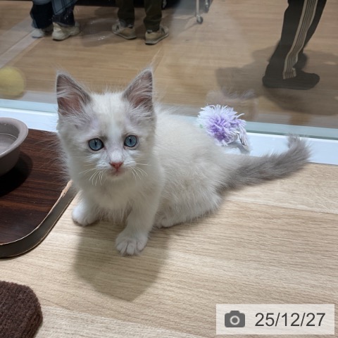 東京都のラグドール (ペットプラス 立川高島屋S.C.店/2025年10月24日生まれ/男の子/ブルーポイントバイカラー)の子猫の3枚目の画像