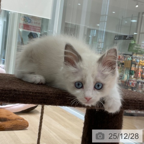 東京都のラグドール (ペットプラス 立川高島屋S.C.店/2025年10月24日生まれ/男の子/ブルーポイントバイカラー)の子猫の4枚目の画像