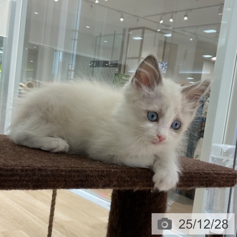 東京都のラグドール (ペットプラス 立川高島屋S.C.店/2025年10月24日生まれ/男の子/ブルーポイントバイカラー)の子猫の3枚目の画像
