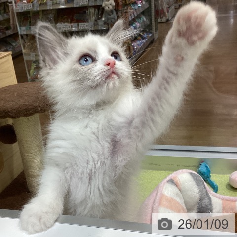 千葉県のラグドール (ペットプラス 柏店/2025年10月24日生まれ/女の子/ブルーポイントバイカラー)の子猫の4枚目の画像