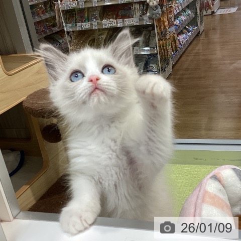 千葉県のラグドール (ペットプラス 柏店/2025年10月24日生まれ/女の子/ブルーポイントバイカラー)の子猫の3枚目の画像