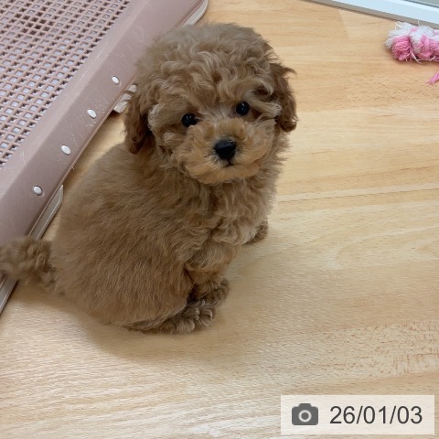 埼玉県のトイプードル(トイ) (ペットプラス 浦和美園店/2025年10月27日生まれ/女の子/アプリコット)の子犬の3枚目の画像