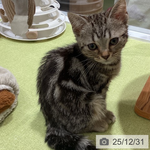 埼玉県のアメリカンショートヘアー (ペットプラス 川口店/2025年10月7日生まれ/男の子/シルバータビー)の子猫の4枚目の画像