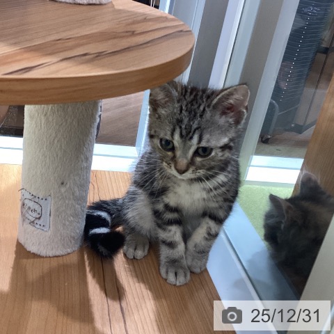 埼玉県のアメリカンショートヘアー (ペットプラス 川口店/2025年10月7日生まれ/男の子/シルバータビー)の子猫の3枚目の画像