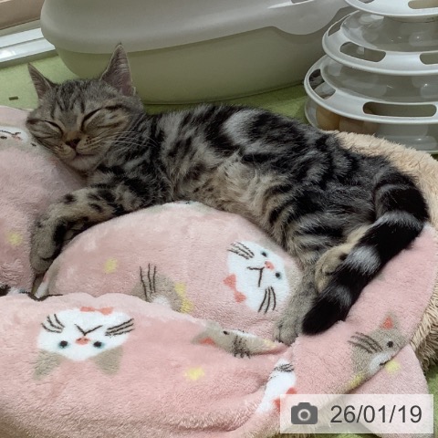 埼玉県のアメリカンショートヘアー (ペットプラス 川口店/2025年10月7日生まれ/男の子/シルバータビー)の子猫の3枚目の画像