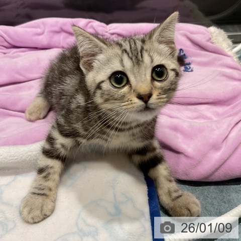 埼玉県のアメリカンショートヘアー (ペットプラス コクーンシティ店/2025年10月7日生まれ/男の子/シルバータビー)の子猫の4枚目の画像