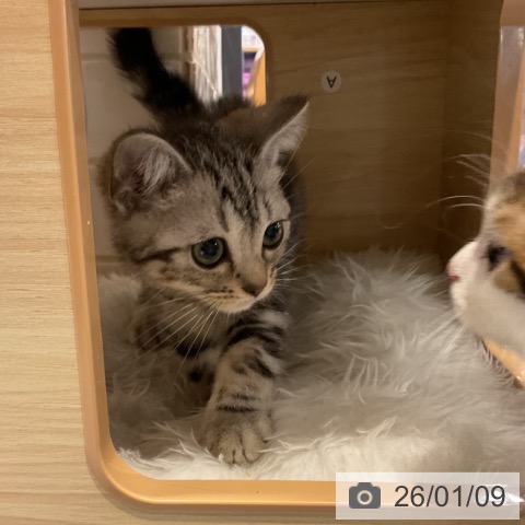 埼玉県のアメリカンショートヘアー (ペットプラス コクーンシティ店/2025年10月7日生まれ/男の子/シルバータビー)の子猫の3枚目の画像