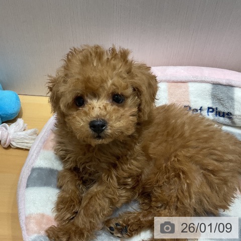 埼玉県のトイプードル(トイ) (ペットプラス 与野店/2025年10月27日生まれ/男の子/アプリコット)の子犬の3枚目の画像