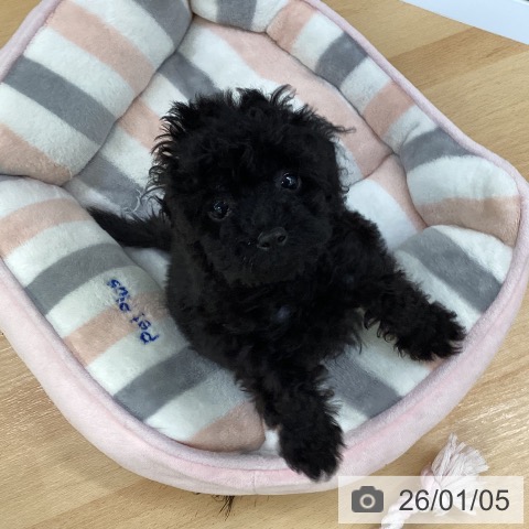 埼玉県のトイプードル(トイ) (ペットプラス 羽生店/2025年10月27日生まれ/男の子/ブラック)の子犬の4枚目の画像