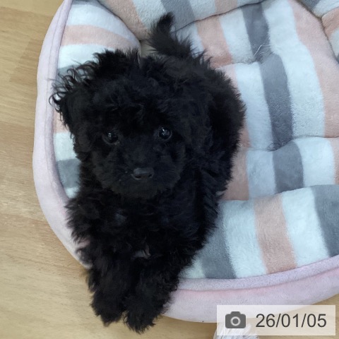 埼玉県のトイプードル(トイ) (ペットプラス 羽生店/2025年10月27日生まれ/男の子/ブラック)の子犬の3枚目の画像