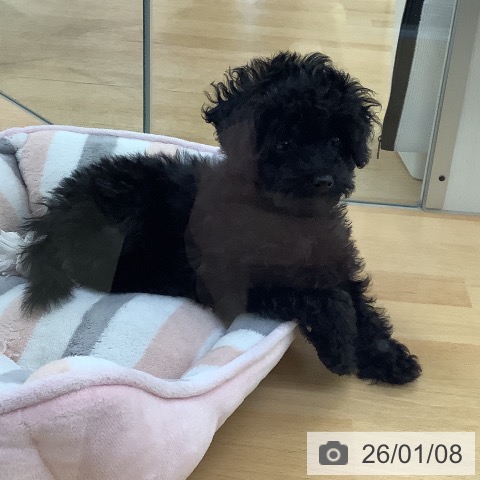 埼玉県のトイプードル(トイ) (ペットプラス 羽生店/2025年10月27日生まれ/男の子/ブラック)の子犬の3枚目の画像