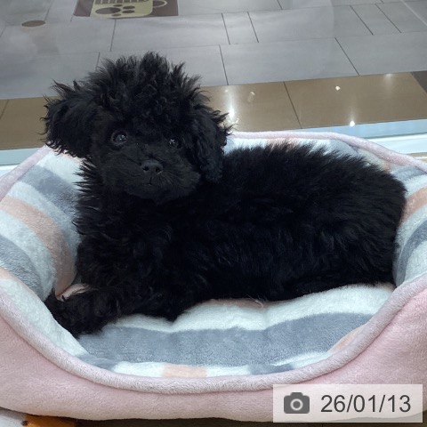 千葉県のトイプードル(トイ) (ペットプラス 船橋店/2025年10月27日生まれ/男の子/ブラック)の子犬の4枚目の画像