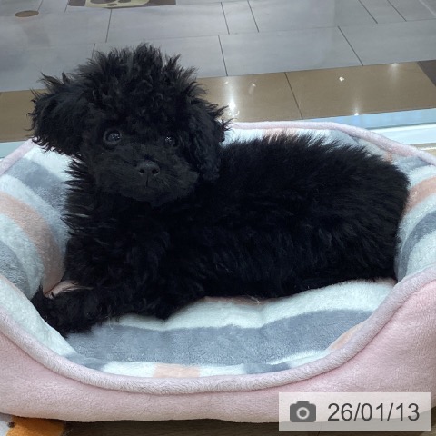 千葉県のトイプードル(トイ) (ペットプラス 船橋店/2025年10月27日生まれ/男の子/ブラック)の子犬の3枚目の画像