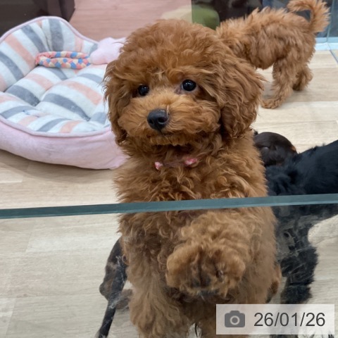 群馬県のトイプードル(トイ) (ペットプラス イオンモール太田店/2025年10月27日生まれ/女の子/レッド)の子犬の4枚目の画像