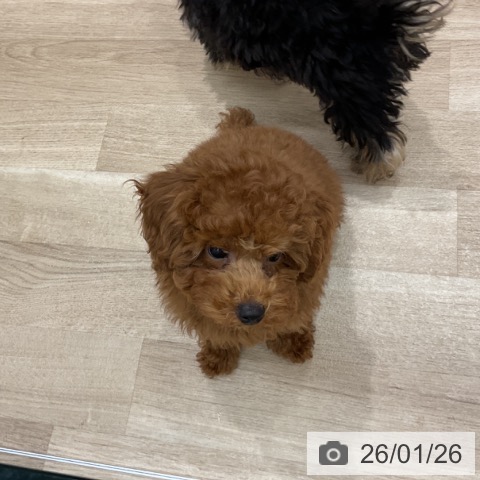 群馬県のトイプードル(トイ) (ペットプラス イオンモール太田店/2025年10月27日生まれ/女の子/レッド)の子犬の3枚目の画像