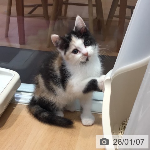 神奈川県のアメリカンカール (ペットプラス 海老名店/2025年10月27日生まれ/女の子/キャリコ)の子猫の4枚目の画像