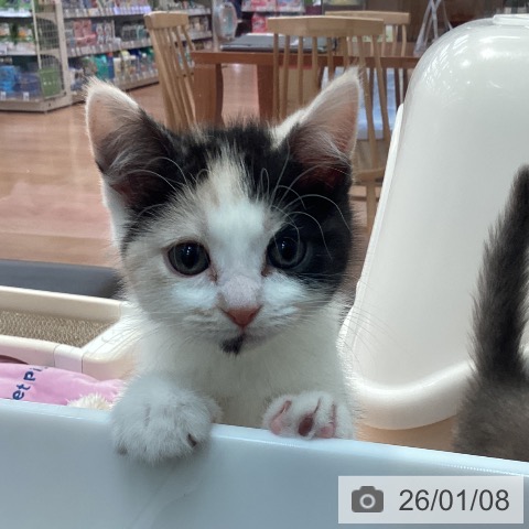 神奈川県のアメリカンカール (ペットプラス 海老名店/2025年10月27日生まれ/女の子/キャリコ)の子猫の3枚目の画像