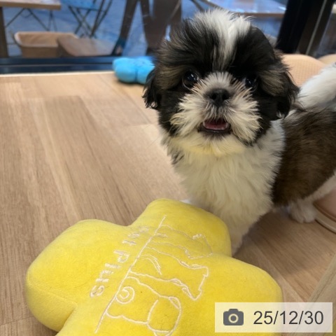 神奈川県のシーズー (ペットプラス 武蔵小杉店/2025年10月27日生まれ/男の子/ホワイトゴールド)の子犬の3枚目の画像