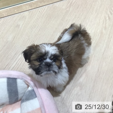 神奈川県のシーズー (ペットプラス 川崎ルフロン店/2025年10月27日生まれ/男の子/ホワイトゴールド)の子犬の3枚目の画像