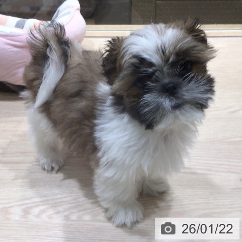 シー・ズーの写真