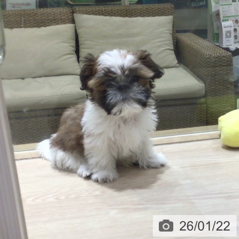 神奈川県のシーズー (ペットプラス 川崎ルフロン店/2025年10月27日生まれ/男の子/ホワイトゴールド)の子犬の3枚目の画像