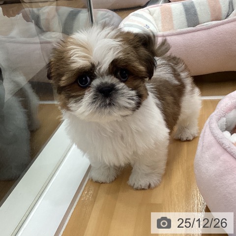 シー・ズーの写真