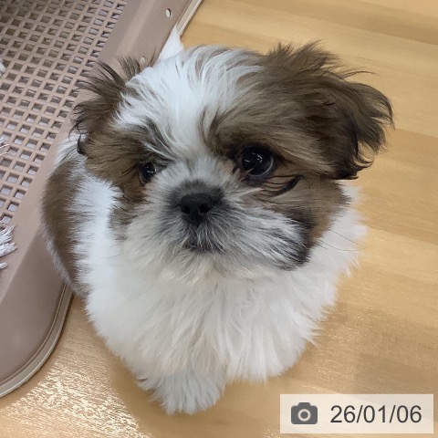 長野県のシーズー (ペットプラス 松本店/2025年10月27日生まれ/男の子/ホワイトゴールド)の子犬の3枚目の画像