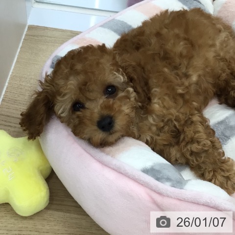 福島県のトイプードル(トイ) (ペットプラス 福島店/2025年10月27日生まれ/女の子/アプリコット)の子犬の3枚目の画像