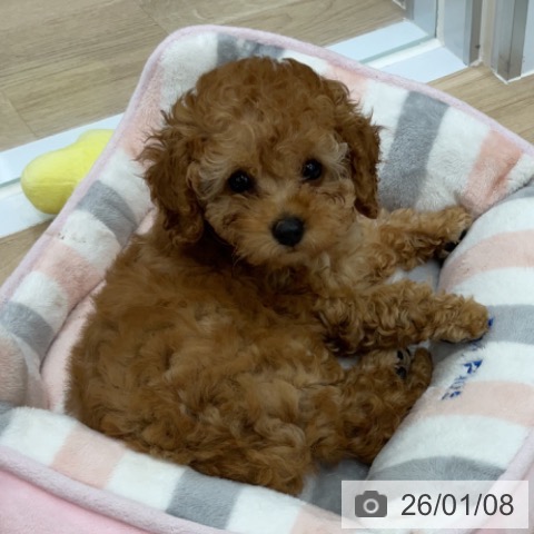 福島県のトイプードル(トイ) (ペットプラス 福島店/2025年10月27日生まれ/女の子/アプリコット)の子犬の3枚目の画像