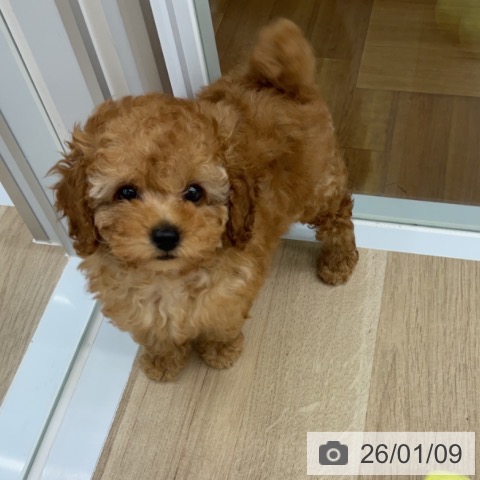 福島県のトイプードル(トイ) (ペットプラス 福島店/2025年10月27日生まれ/女の子/アプリコット)の子犬の3枚目の画像