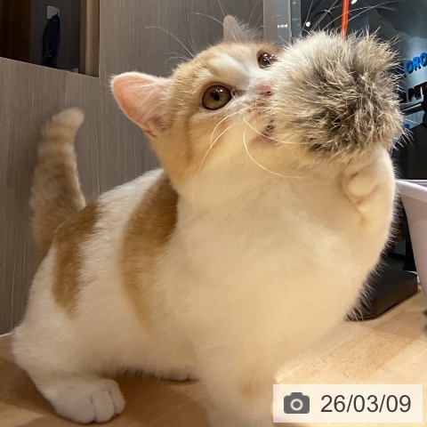 ミヌエットの写真