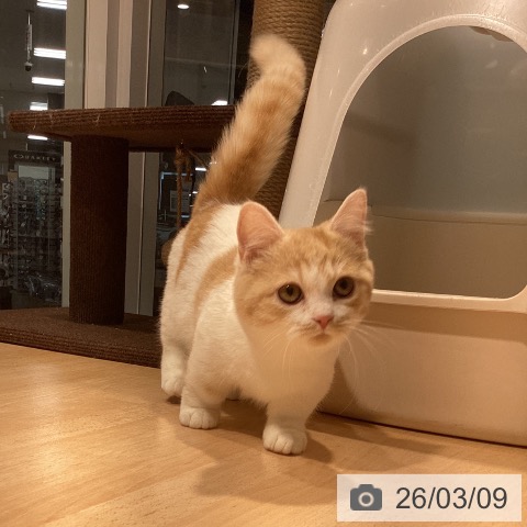 ミヌエットの写真