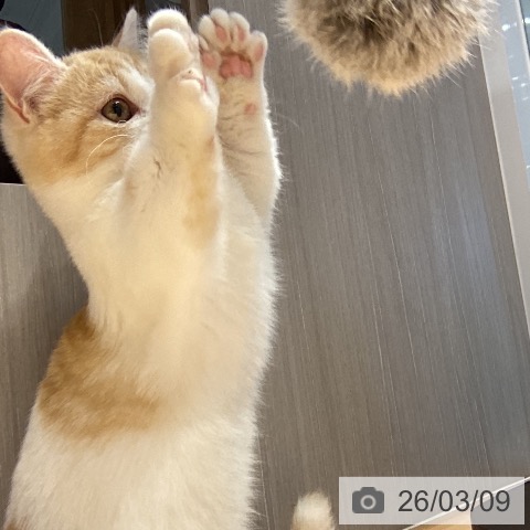 ミヌエットの写真