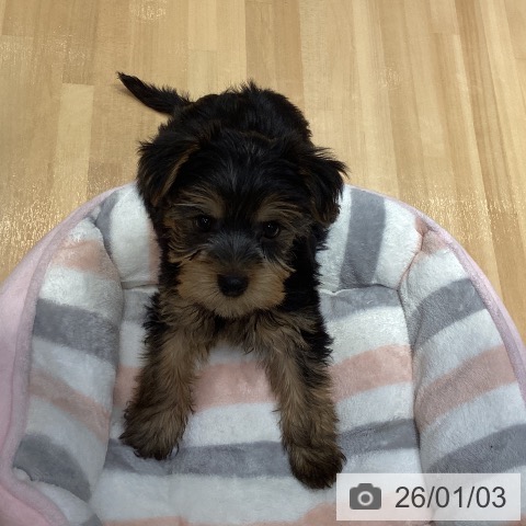 埼玉県のヨークシャーテリア (ペットプラス 与野店/2025年10月25日生まれ/男の子/スチールブルータン)の子犬の3枚目の画像
