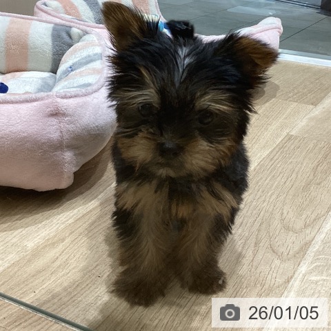 長野県のヨークシャーテリア (ペットプラス 須坂店/2025年10月25日生まれ/男の子/スチールブルータン)の子犬の4枚目の画像