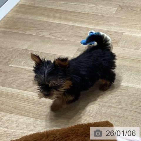 長野県のヨークシャーテリア (ペットプラス 須坂店/2025年10月25日生まれ/男の子/スチールブルータン)の子犬の3枚目の画像