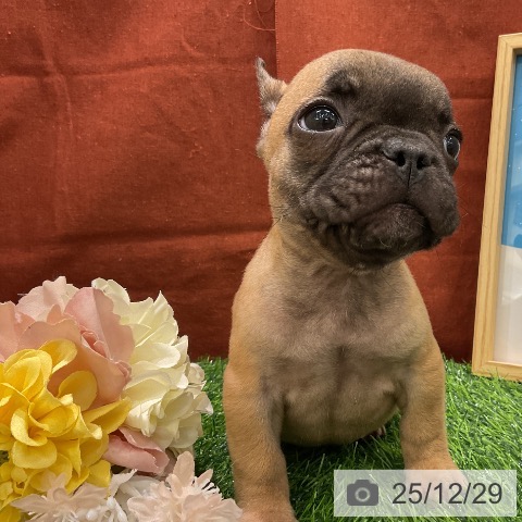 千葉県のフレンチブルドッグ (ペットプラス コトエ流山おおたかの森店/2025年10月25日生まれ/男の子/フォーン)の子犬の3枚目の画像