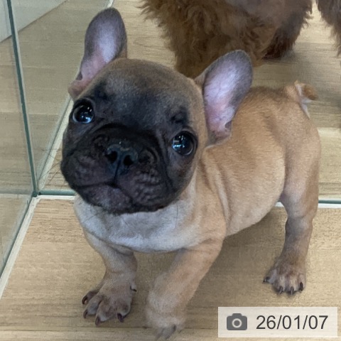 千葉県のフレンチブルドッグ (ペットプラス コトエ流山おおたかの森店/2025年10月25日生まれ/男の子/フォーン)の子犬の3枚目の画像