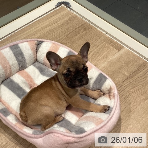 東京都のフレンチブルドッグ (ペットプラス 東久留米店/2025年10月25日生まれ/女の子/フォーン)の子犬の4枚目の画像