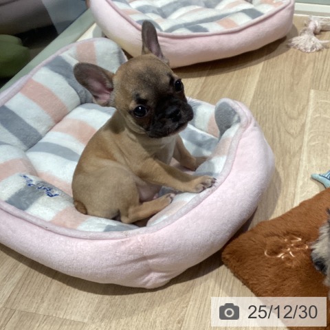 東京都のフレンチブルドッグ (ペットプラス 東久留米店/2025年10月25日生まれ/女の子/フォーン)の子犬の3枚目の画像