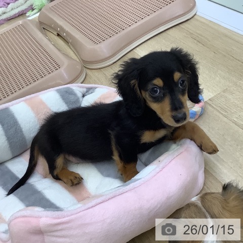 ミニチュア・ダックスフンドの写真